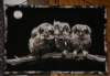 wallhangings_owlwallhanging0218131_small.jpg